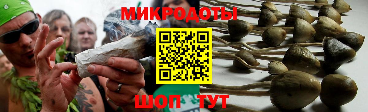 Псилоцибиновые грибы Psilocybe Россия